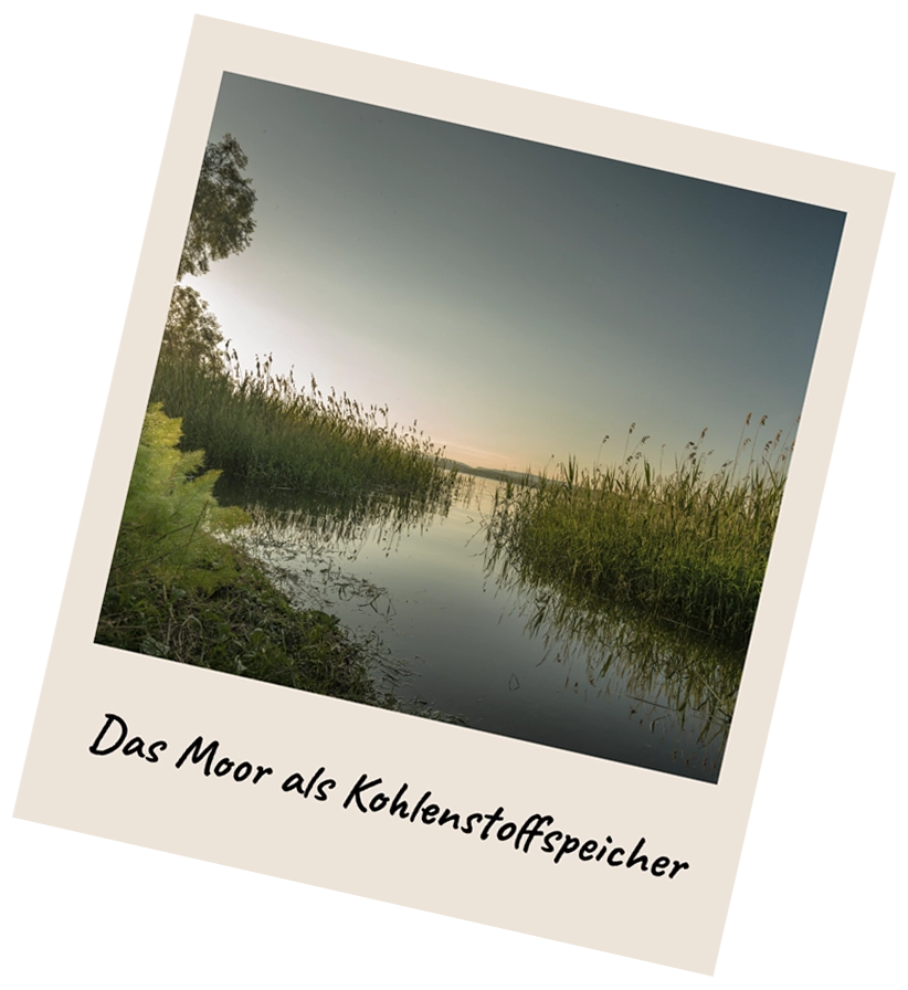 Polaroid-Foto mit einer Moorlandschaft in warmem Abendlicht. Das Bild zeigt Wasser, Schilf und Bäume und trägt die Beschriftung „Das Moor als Kohlenstoffspeicher“. Es ist Teil der R211-Spendenaktion „Happy New Moore“, die auf den Schutz und die Renaturierung heimischer Moore aufmerksam macht.